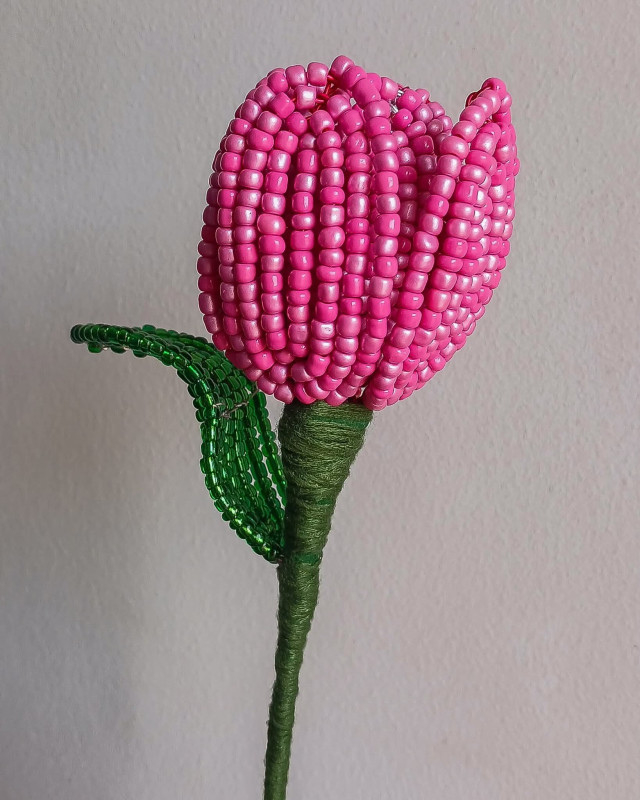 Tulip Flower