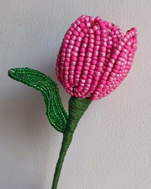 Tulip Flower